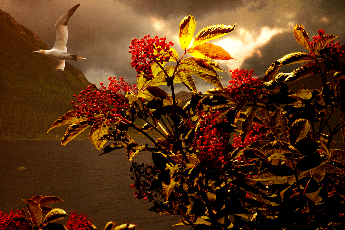 Oomingmak - Cocteau twins