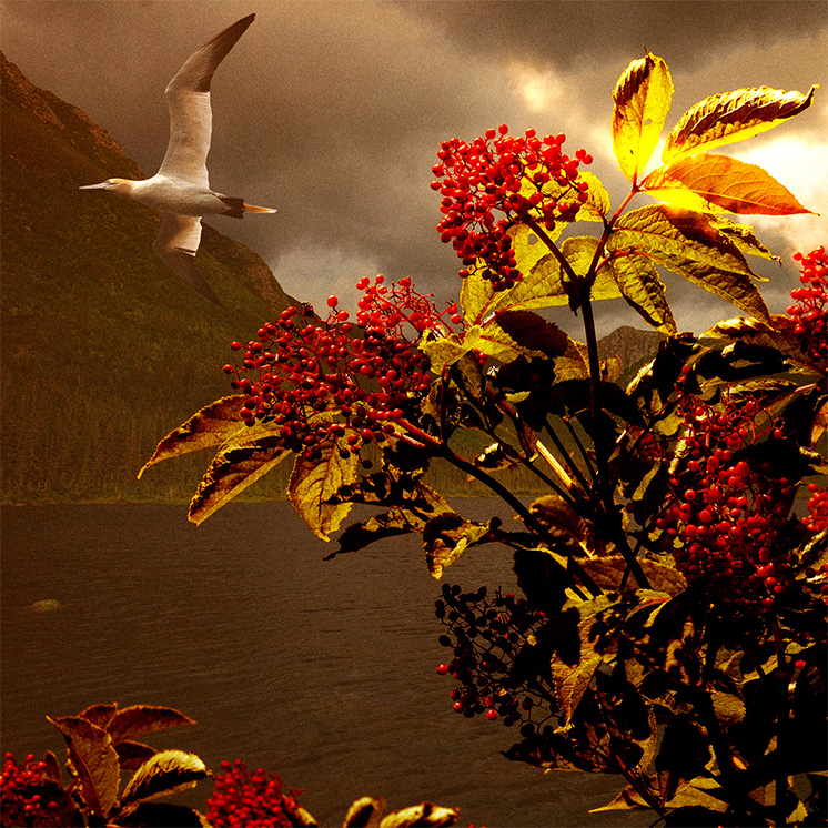 Songs Living Within Me